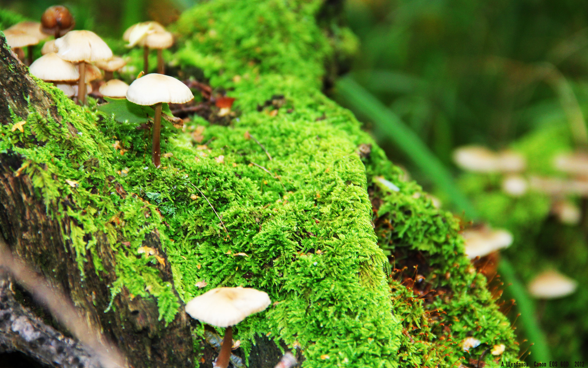 四川蓝鲸掀翻数字马刺,一场不存在的传说,为什么燃烧了整个中文网络?