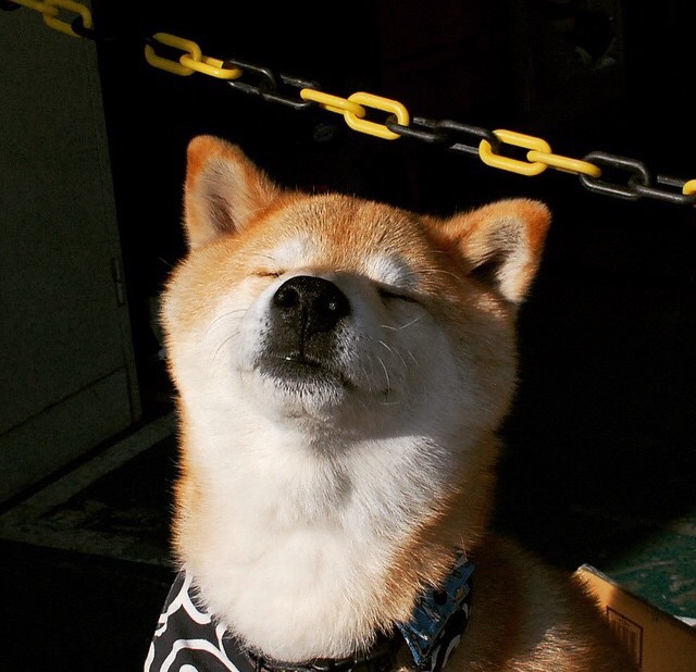 四川蓝鲸掀翻数字马刺,一场不存在的传说,为什么燃烧了整个中文网络?