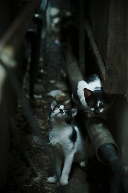 当C罗的征服遇见张继科的火焰,跨越赛场的碾压与点燃