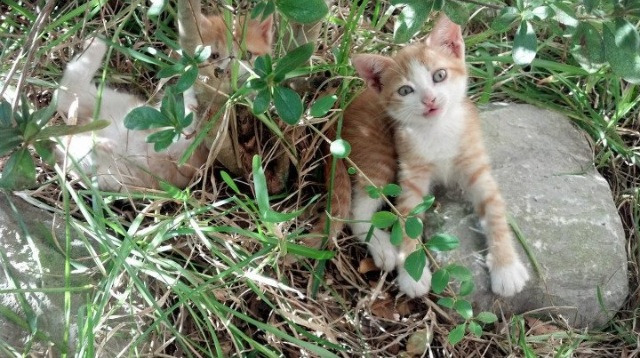 1比4与1比0，当团队碾过个人，陈雨菲用孤勇扛起摇摇欲坠的骄傲