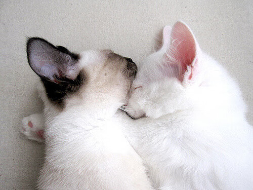 红土之神与硬地过客,纳达尔法网统治力对ATP总决赛的降维打击