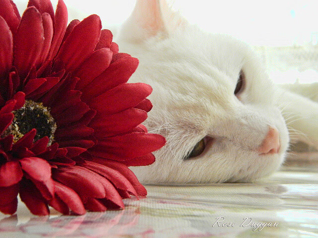 雷霆之矛刺穿永恒之城，德布劳内如何成为战术革命的关键先生