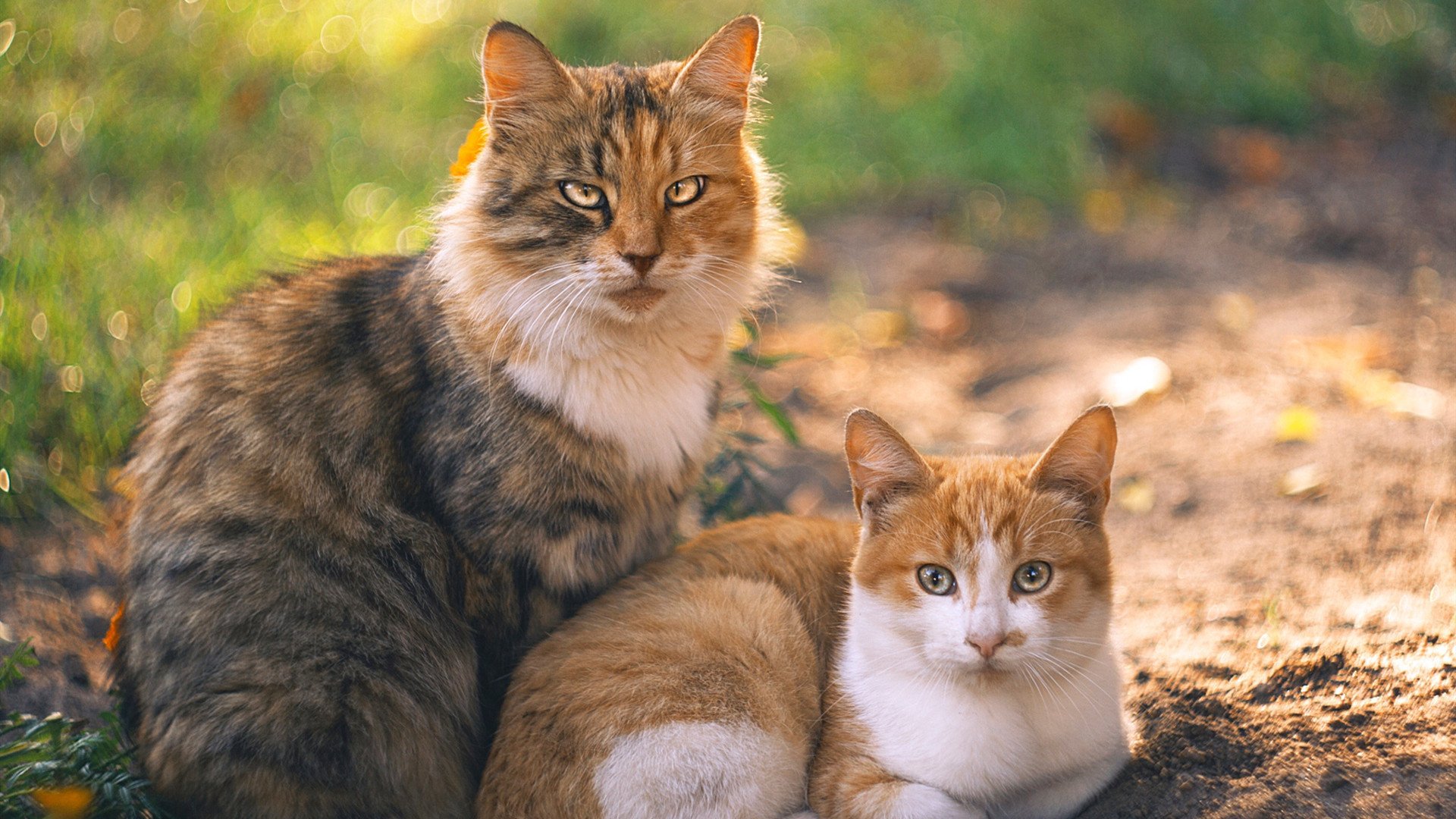 金州勇士的欧冠级表演，库里半决赛之夜诠释何为教科书