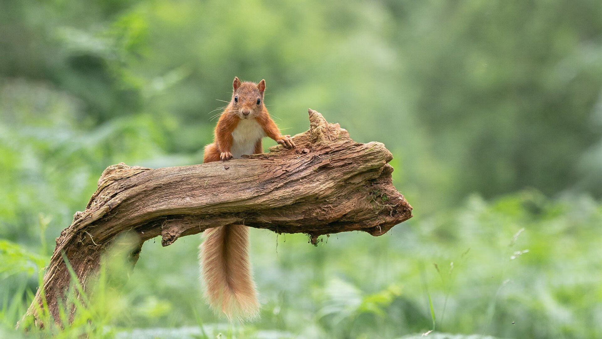 雷霆新生代撕裂钢铁丛林,那个压垮北境之王的奇迹之夜