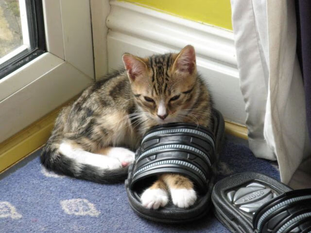 跨界唯一之战，新疆队在意甲焦点赛中击败老鹰的体育奇迹