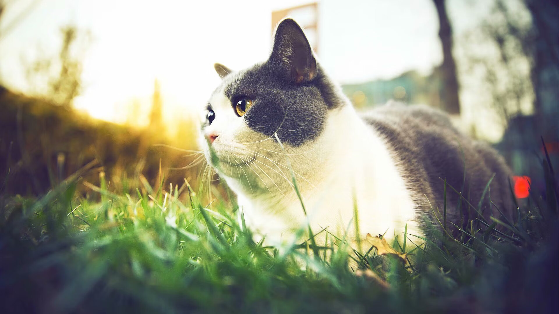 阿坎吉铁血统领，新生比利时力克马里开启新时代