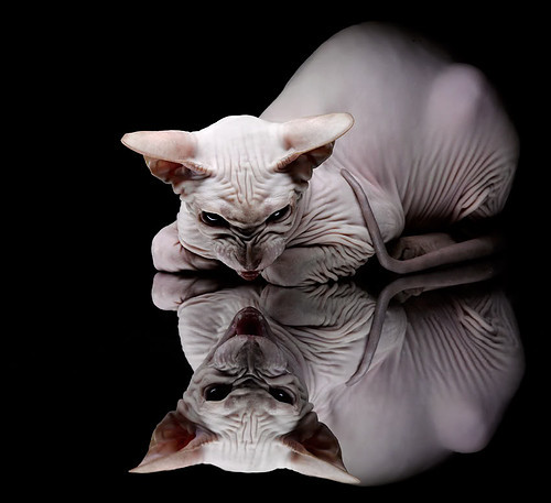 绿茵上的两种永恒,当AC米兰遭遇里昂,京多安用数字雕刻时光