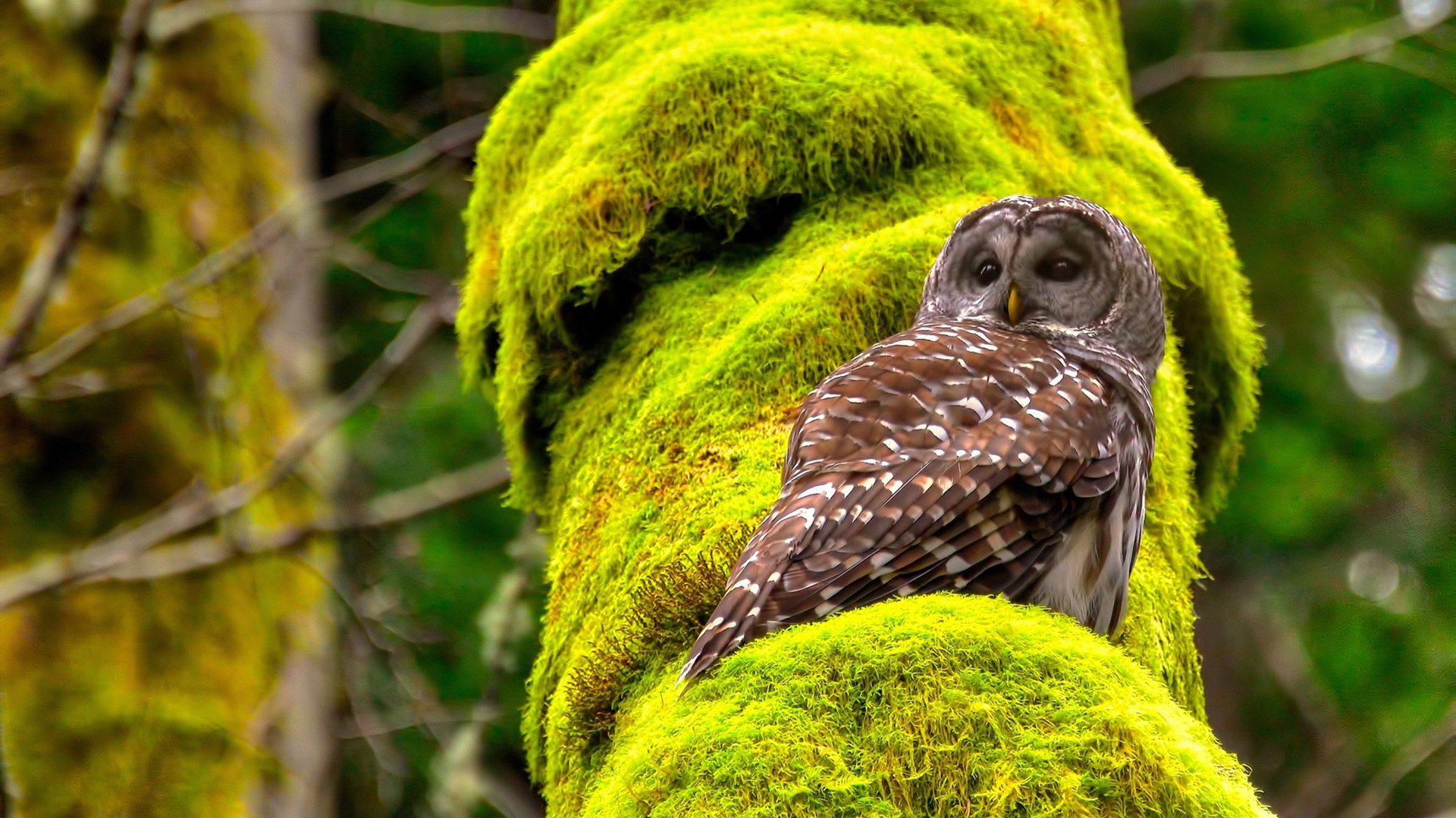 F1揭幕战狂飙与鹈鹕淘汰赛晋级，体育世界的双重奏