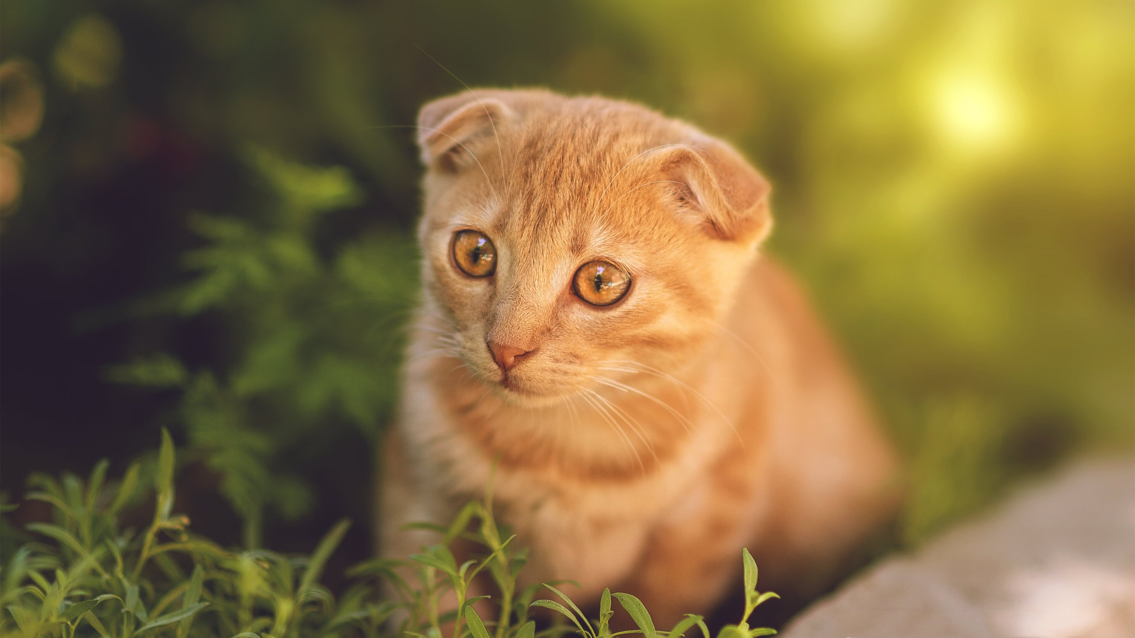 铁血防线与地缘棋局,当范戴克的稳定照亮阿尔及利亚的制胜一击