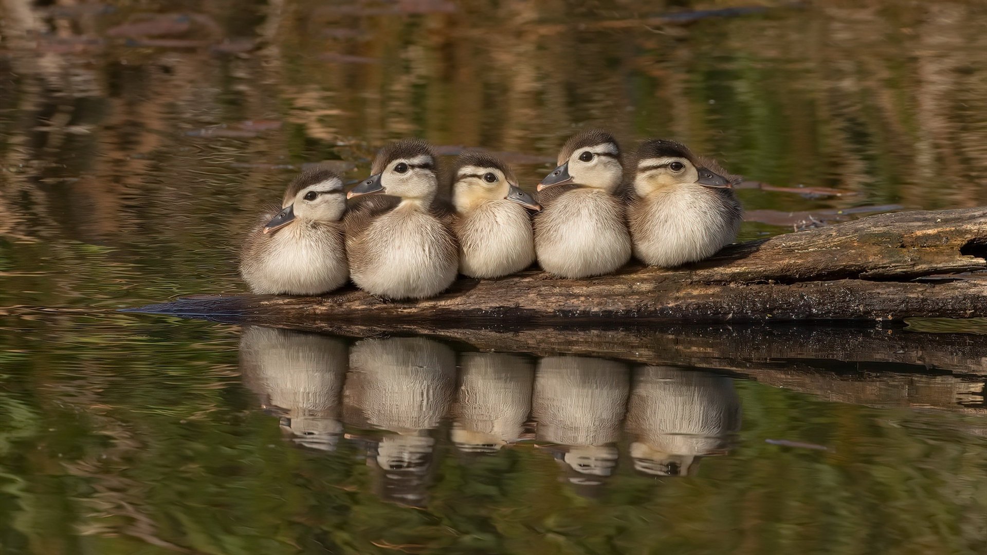 当巨人倒下时，霍勒迪用攻防两端的绝对统治，诠释小个子的宏大史诗