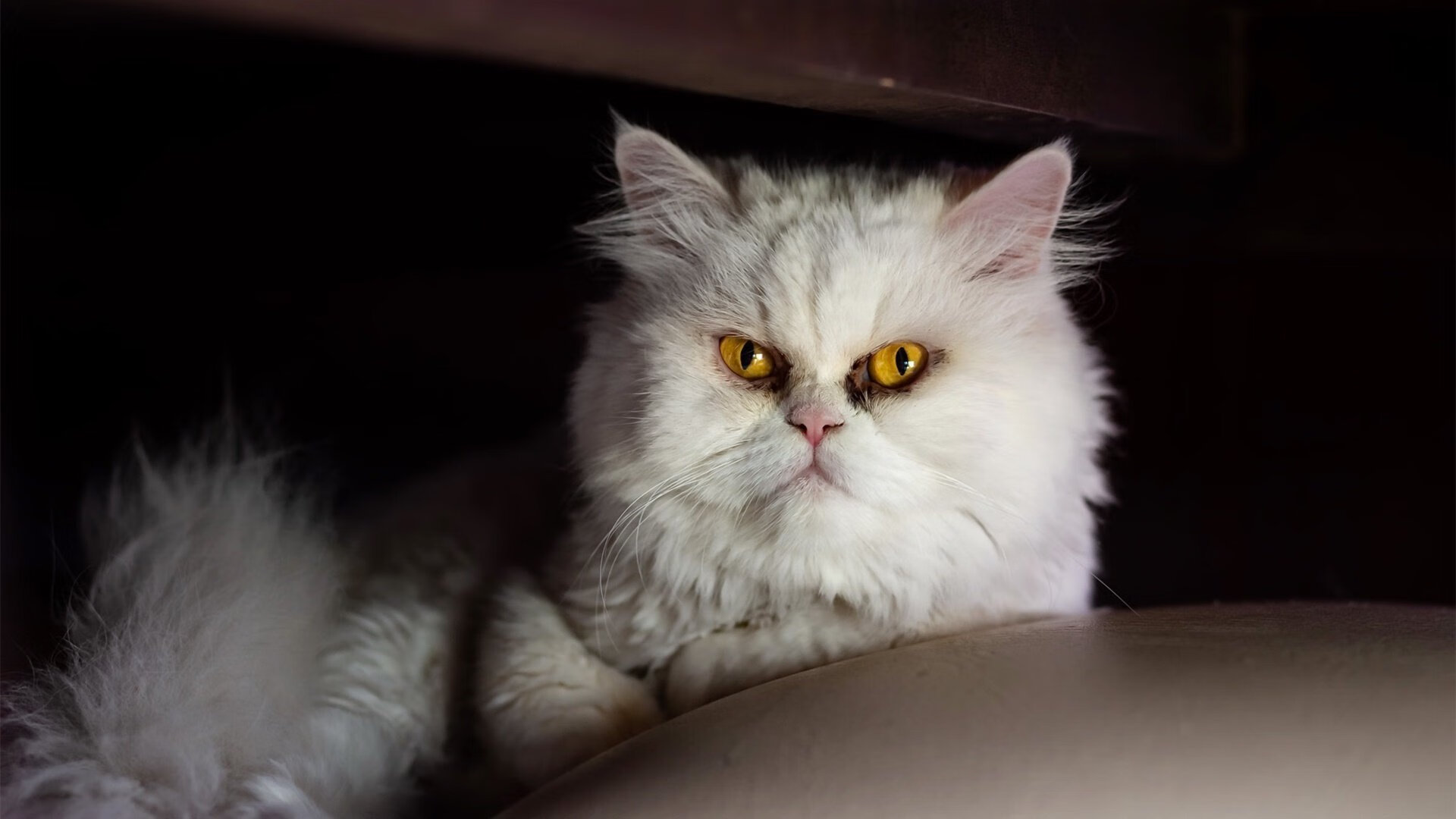 橙色的双面,从皇家社会险胜韩国,到阿克在欧冠半决赛的接管时刻