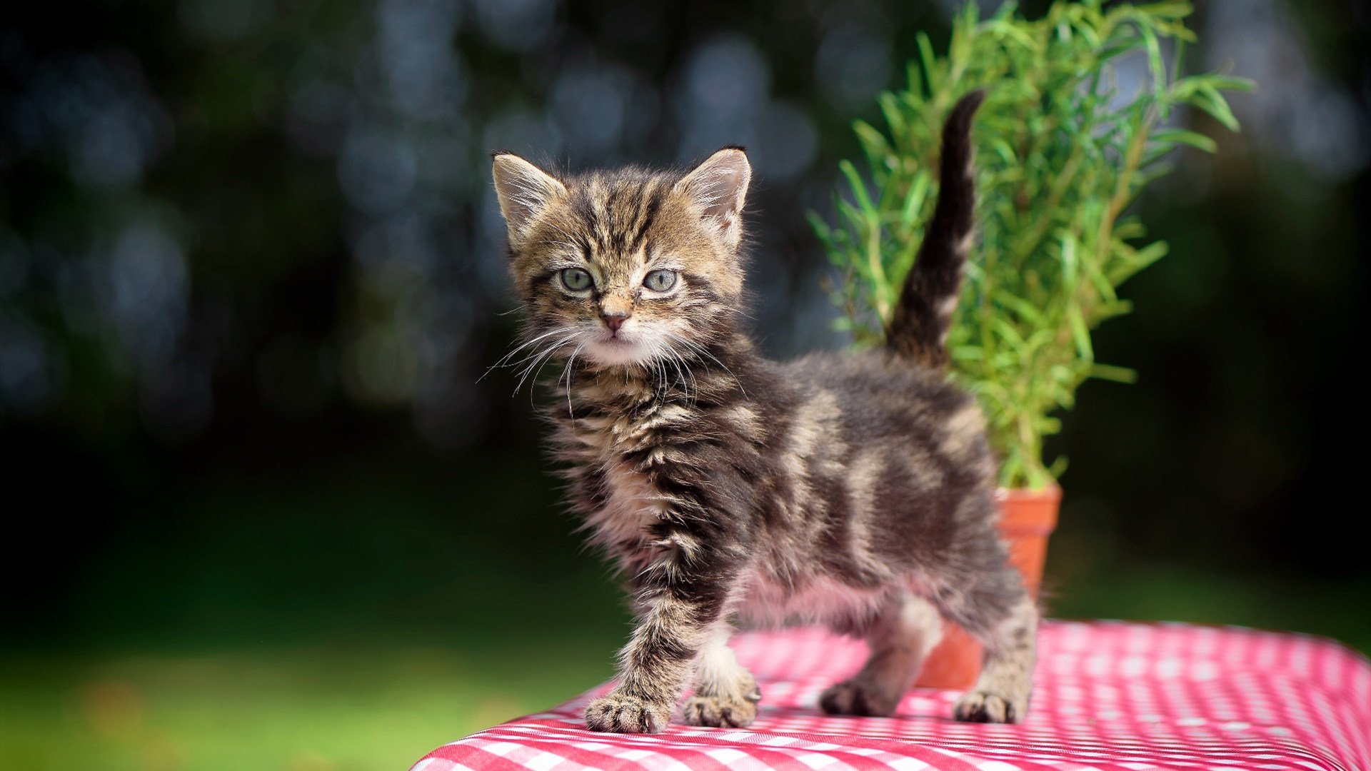 掌控与爆发，尤文的战术交响与斯通斯的奥运诗篇