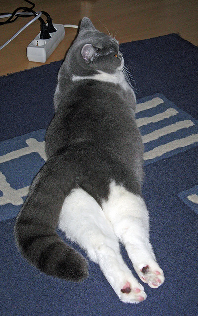 当F1引擎的啸叫化为助威声浪，文班亚马在拉斯维加斯之夜完成一次街头超车