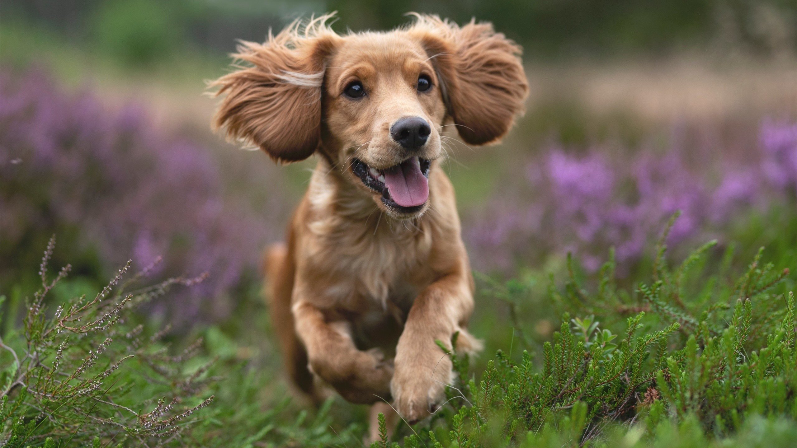 冰与火之歌，卡塔尔沙漠风暴如何冻结北欧神话—美加墨世界杯焦点战深度解析