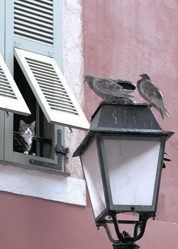 罗德里爆发!哥伦比亚神锋摧毁罗马防线,提前终结晋级悬念