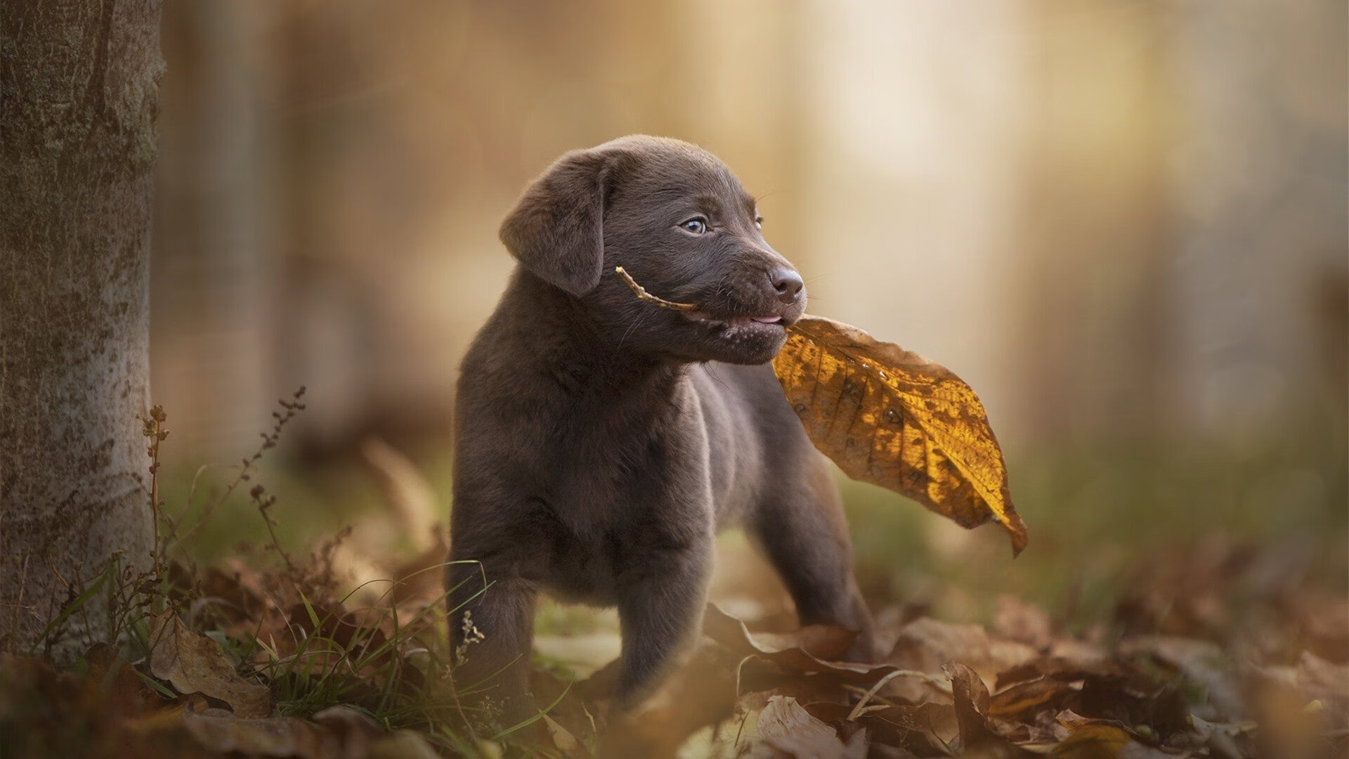 杰伦·格林一剑封喉！深圳血拼广厦，末节救赎铸就关键先生传奇