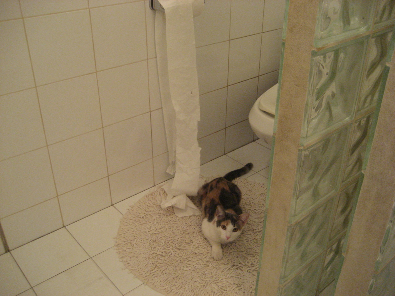 双重象征的胜利，卡马文加的回归与塞内加尔的非洲霸权确立