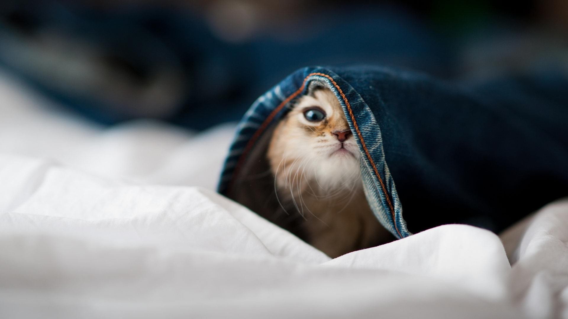 绿衫军跨洋击溃京城铁壁，克莱佛光普照关键先生实至名归