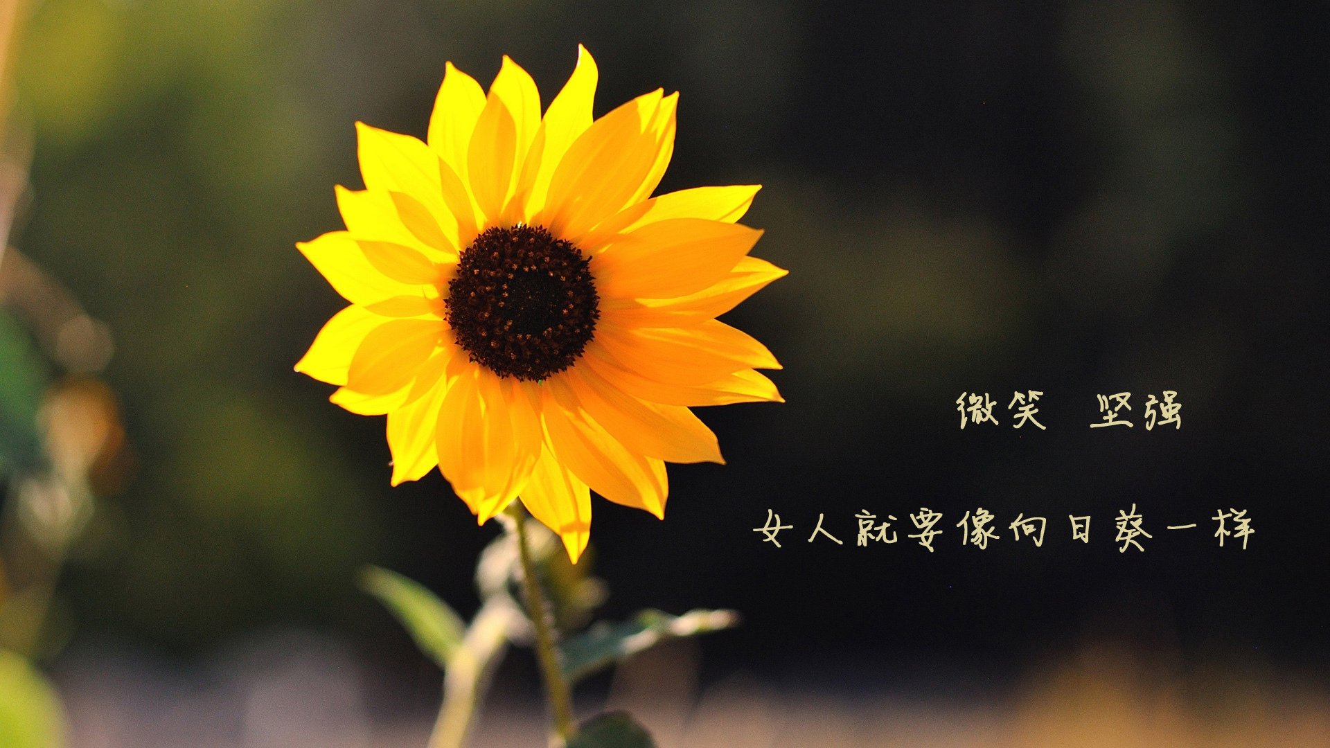 宿命逆转,2026世界杯H组强强对话,伊朗完胜巴西,费利克斯闪耀全场,进攻端爆发改写足球版图